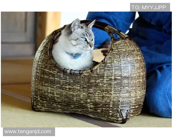 聚焦绿茵巨星爱宠揭秘足球球星与猫咪之间的温情故事